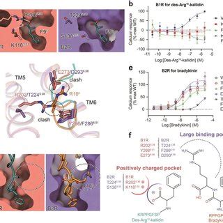 Activation mechanism of bradykinin receptors. a, b, Structural ...