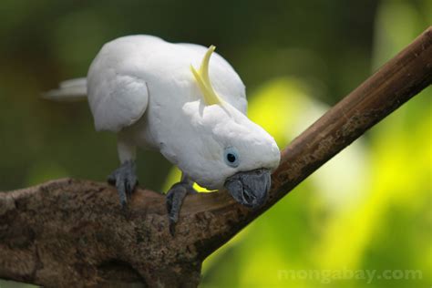 Rainforest birds: Sulphur-crested Cockatoo