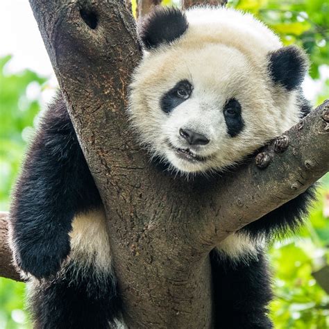 Smithsonian National Zoo Asks Help for Baby Panda's Name | Nature World ...