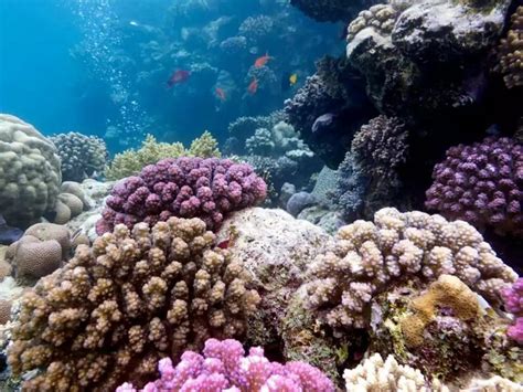 10 Fascinating Facts About Barrier Reefs Of Madagascar - Facts.net