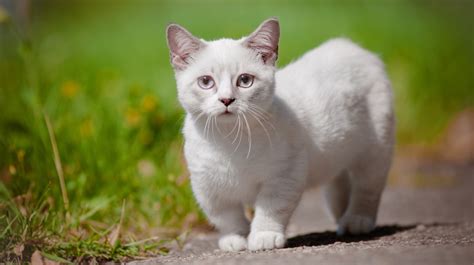 5 Things You Didn't Know About Munchkin Cats | Interesting Cat Facts