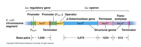 Lac Operon Quiz Flashcards | Quizlet