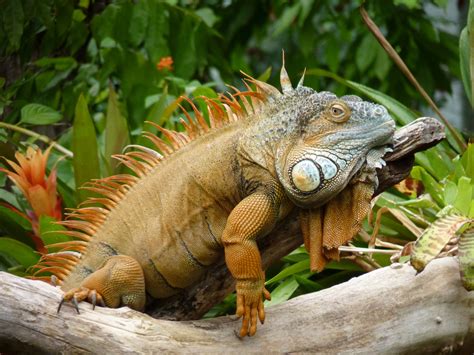 Gambar : alam, hewan, margasatwa, kebun binatang, beristirahat, iguana ...