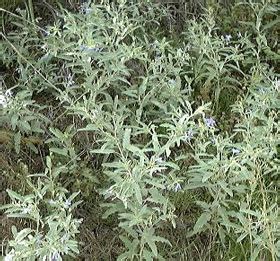 Silver Leaf Nightshade Control