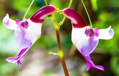 Orchidaceae - Earth's Most Beautiful Orchids Gallery - PlantSnap.com