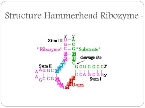 PPT - RIBOZYME PowerPoint Presentation - ID:2778396