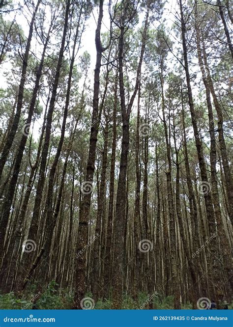 Trees in the Forest Tourist Attractions Lembang Bandung Stock Image ...