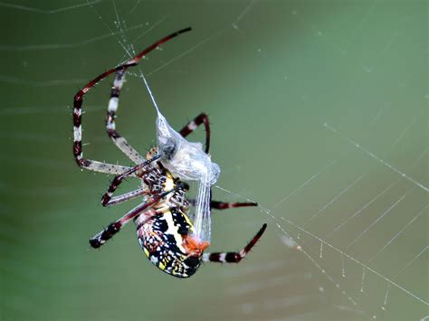 Argiope picta wraps prey | Spider silk, Spider, Insect photography