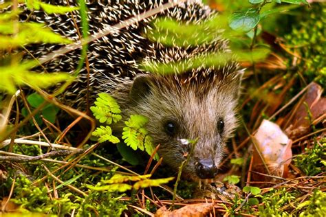 Fun ways to make your garden Hedgehog Friendly - Cultivation Street