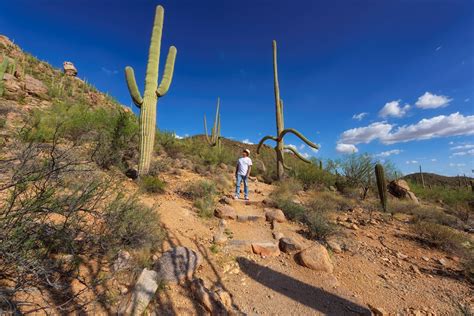 Guided Hiking in Saguaro National Park, AZ | 57hours