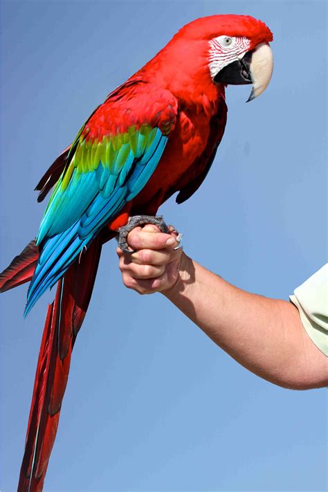 Macaw | Green Wing Macaw 2007.jpg | Parrots and Macaws | Pinterest ...