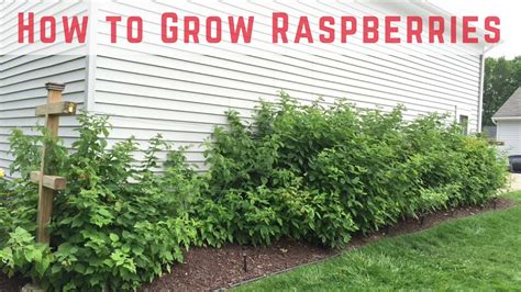 Raspberry patch - General Fruit Growing - Growing Fruit