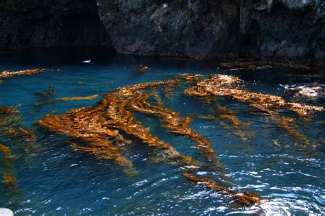 Anacapa Islands, Channel Islands Hiking (14) - Doug's Channel Islands Tours