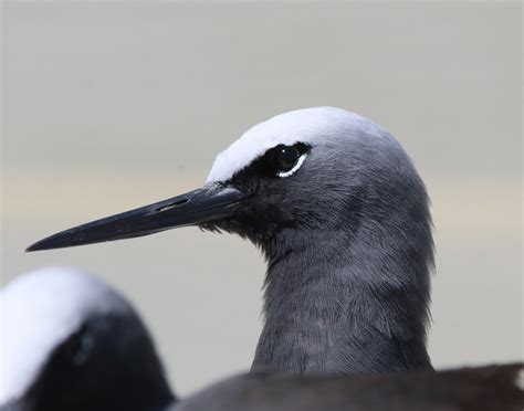 Heron Island. | BIRDS in BACKYARDS