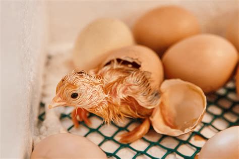 The Best Egg Incubator: How To Choose (And Use It Properly) [Updated]