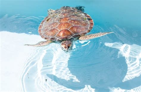 Loggerhead Sea Turtle: Why Is It Endangered?