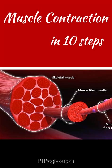 How Do Muscles Contract: Steps to Muscle Contraction