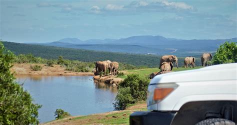 Addo Elephant National Park: Awesome Accommodation and Activities ...