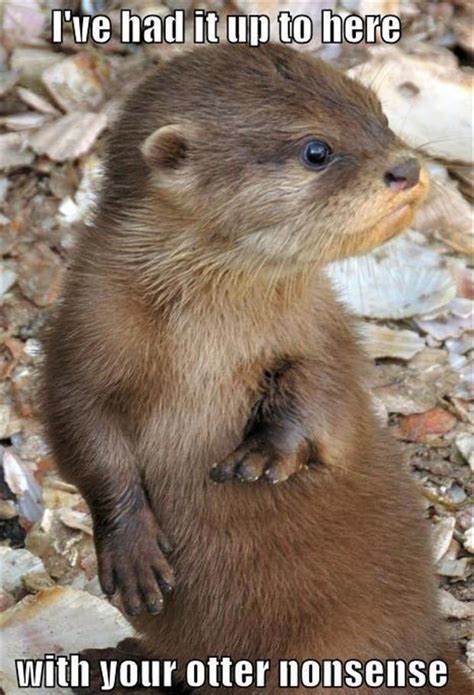 funny one liners, otters - Dump A Day