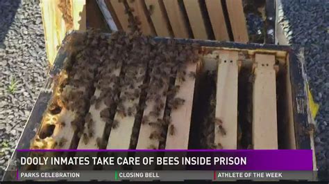 Prisoners maintain bee hives at Dooly State prison | 13wmaz.com