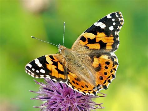 Thistles, foodplant of caterpillars of teh Painted Lady Butterfly in Britain - CATERPILLAR FOOD ...