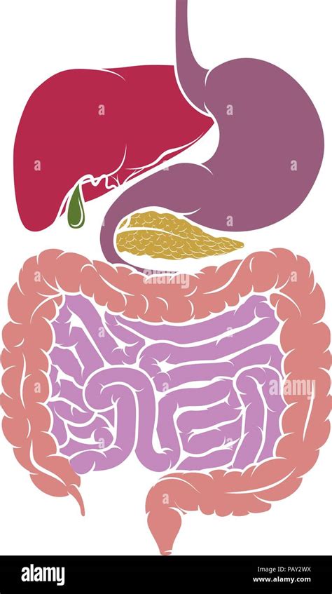 Human Anatomy Digestive System Tract Diagram Stock Vector Image & Art ...