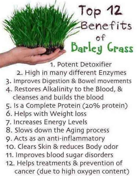 Barley Grass Benefits | My XXX Hot Girl