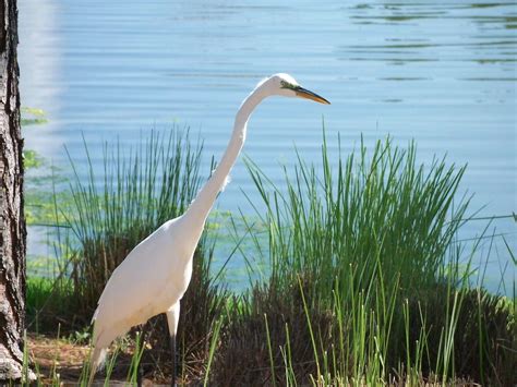 Is This a Heron, Egret or Crane? • The National Wildlife Federation Blog