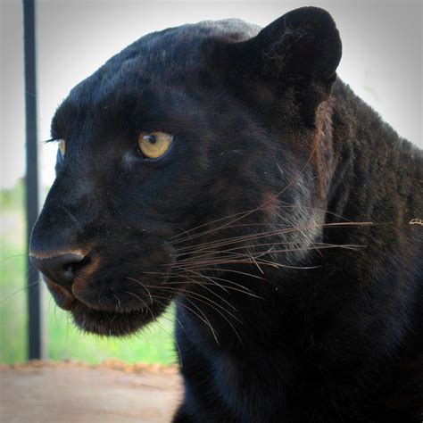 Black leopard Luna close up 🦁 Tag someone you'd like to go here with 📷 All Pics are mine. Marzio ...