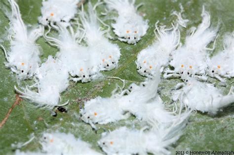 [Brunei] Adorable white fluffy bug needs identifying : whatsthisbug