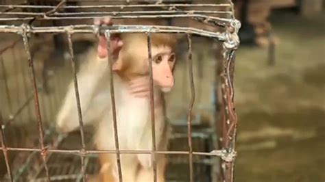 Cruelty to animals | Animal Welfare, Animal Rights & Animal Protection ...