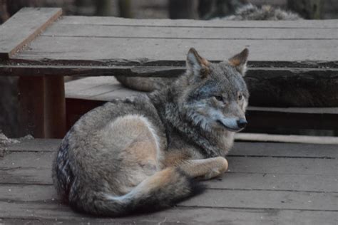 They have some great wolves in the Scottish Highlands Wildlife Park : r ...