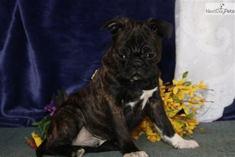 Bugg Puppies for Sale from Reputable Dog Breeders