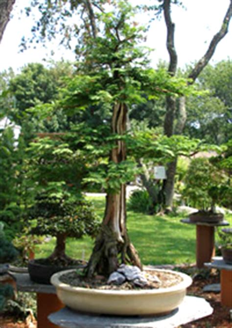 Dawn Redwood Bonsai Tree