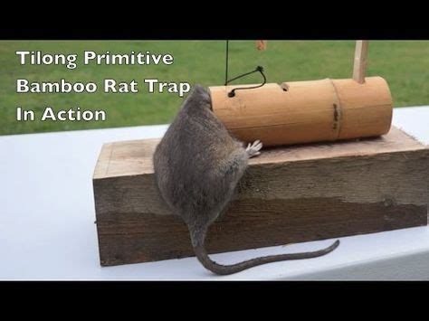 Tilong Bamboo Rat Trap In Action. Primitive Survival Rat/Mouse Trap ...