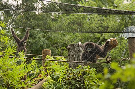 Ribbon cutting ceremony celebrates new gibbon habitat at the zoo Oct. 15