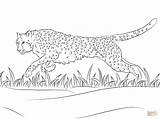 Cheetah Runs coloring Page  Free Printable Coloring Pages sketch template