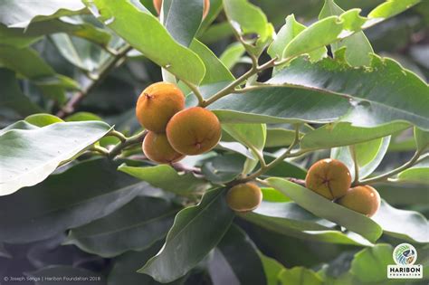 Kamagong/Mabolo (Diospyros blancoi), a native PH fruit slowly being ...