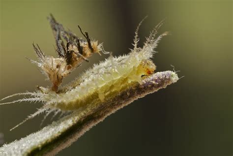 Possibly Leaf Beetle Larva - What's That Bug?