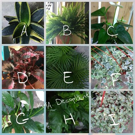 POKOK / PLANT, Furniture & Home Living, Gardening, Plants & Seeds on ...