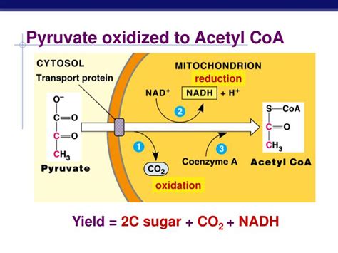 PPT - Cellular Respiration Oxidation of Pyruvate Krebs Cycle Electron ...