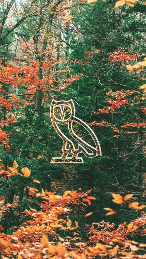 Download Owl In The Woods - Ad Wallpaper | Wallpapers.com