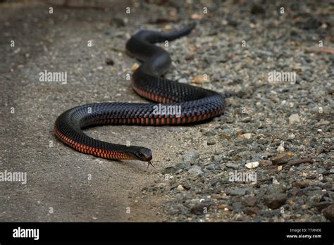 Red-bellied Black Snake - Pseudechis porphyriacus species of elapid ...