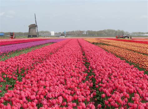 Tulip Season in The Netherlands 2025 - Rove.me