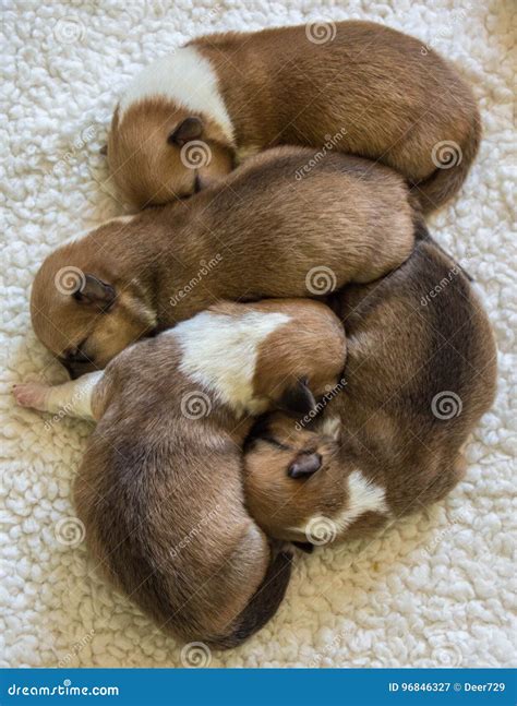 Four Corgi Pups stock image. Image of mothers, welsh - 96846327