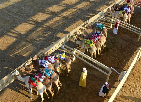 Modern Camel Racing in Dubai - Dromedary Ville