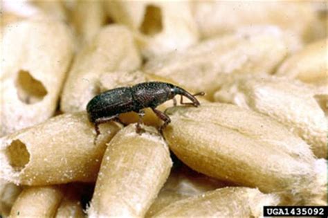 Factsheet - Sitophilus granarius (Linnaeus, 1875) - Granary Weevil