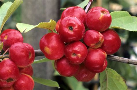 How to Make Natural Red Fabric Dye