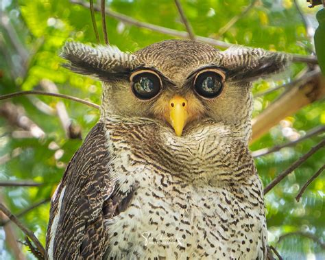 Rare Barred Eagle-Owl Spotted In Bukit Timah, Intrigues Netizens With ...