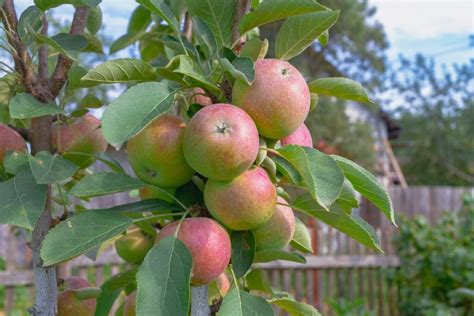 Columnar Apple Trees Growing and Care - Minneopa Orchards